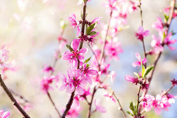 Spring background. Peach tree in bloom. Peach blossoms on branch against background of sky. Shallow depth of field.
