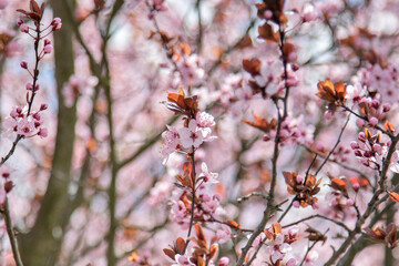  Branches full of delicate pink cherry blossom