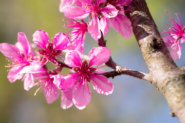 Peach flowers on branch close-up. Pink bright peach flowers. Beautiful natural landscape with flowering tree.