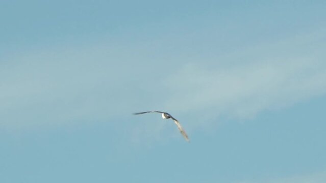 Seagull flying high against clear blue sky