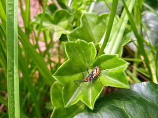 fly on leaf