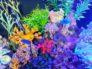 Naklejka na ściany i meble 大阪にある阪神高速中島パーキングエリアのアクアリウム水槽のサンゴとカラフルな熱帯魚が美しい海中風景（コピースペースあり）