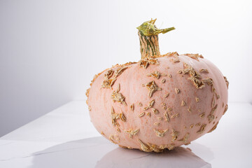 A Galeux d'Eysines Pumpkin on a white background