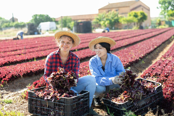 Two smiling young female workmates posing together on farm field in spring while picking leafy vegetables, showing red lettuce harvest..