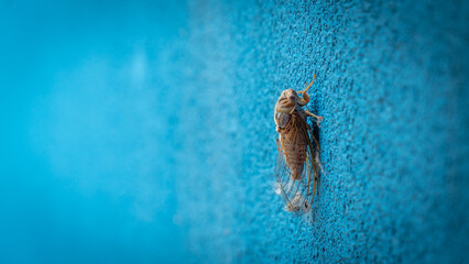 Cicata on a blue wall