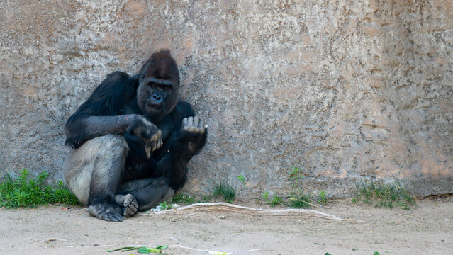 Gorilla at the zoo