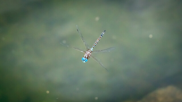 Dragonfly in flight over a pond