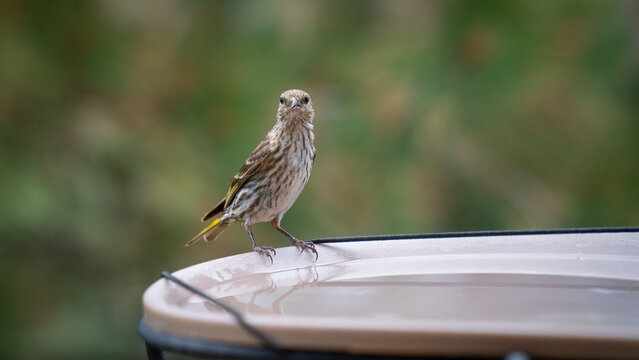 Bird at a water feeder