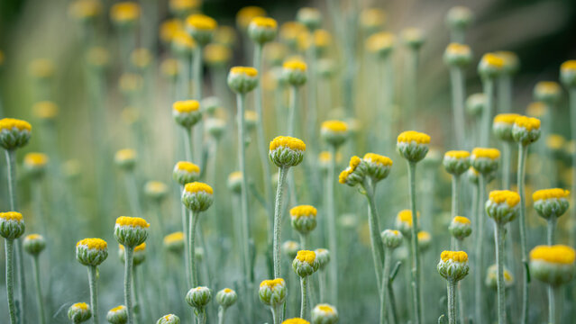 Field of flowers