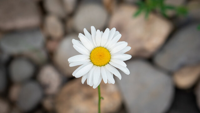 Flower over rocks
