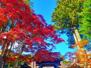 日本の和歌山県の観光地、世界遺産高野山の青空を背景にした真っ赤な紅葉と金剛峯寺の正門が美しい秋の風景（コピースペースあり）
