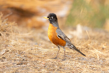 American Robin on the forest floor