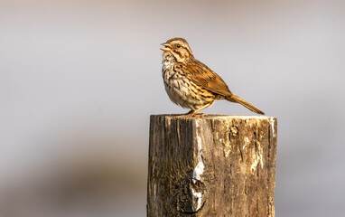 Common Sparrow on a fence post