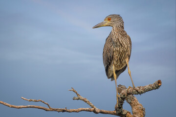 Yellow crowned heron juvenile isolated on blue sky perched on branch