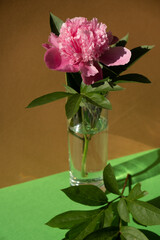 Beautiful peony flower on pink color in transparent Glass of water on isometric creative background. Fresh cut flowers green leaf for decoration home. Delivery flower. Feminine floral composition 