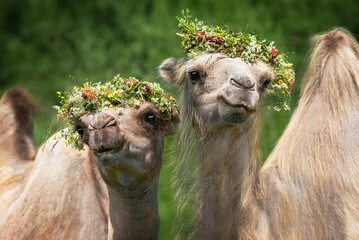 Funny bactrian camels with wreaths of flowers on their heads