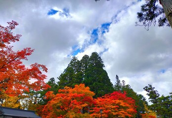 日本の和歌山県の観光地、世界遺産高野山の紅葉が美しい秋の自然風景（コピースペースあり）