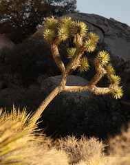 Joshua tree in national park