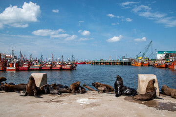 Lobo marino en costa del oceano en verano