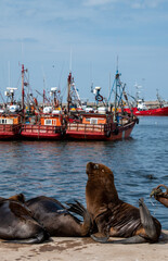 Lobo marino en costa del oceano en verano