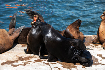 Lobo marino en costa del oceano en verano