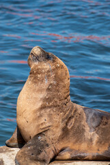 Lobo marino en costa del oceano en verano