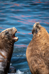 Lobo marino en costa del oceano en verano