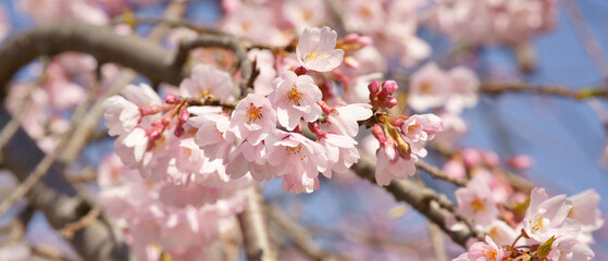 東北の桜は遅れてきます。全体がピンクに染まる美しい季節です。