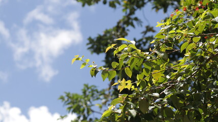 Pitanga's leaves against blue sky