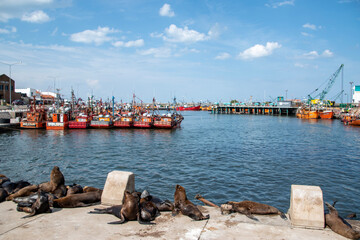 Lobo marino en costa del oceano en verano