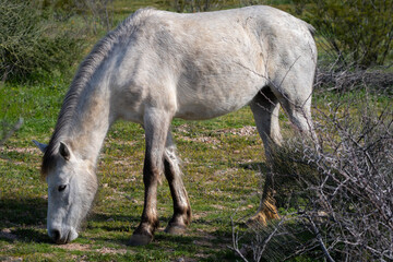 Fototapeta na wymiar Salt River Horses Wild Arizona Landscapes, America, USA.
