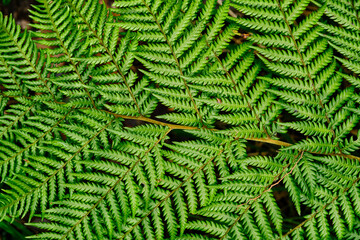 Australian Tree Ferns, Tree ferns are found growing in tropical and subtropical areas worldwide, as...