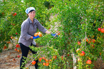 Mature female farmer harvesting ripe pomegranates in fruit garden on sunny autumn day