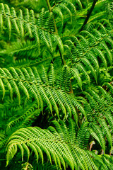 Australian Tree Ferns, Tree ferns are found growing in tropical and subtropical areas worldwide, as well as cool to temperate rainforests in Australia, New Zealand and neighbouring regions