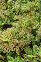 Australian Tree Ferns, Tree ferns are found growing in tropical and subtropical areas worldwide, as well as cool to temperate rainforests in Australia, New Zealand and neighbouring regions