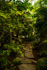 Tropical path in rainforest full of branches, green colors and large trees. Lush Green Jungle Natural background. Mysterious