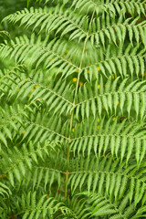 Australian Tree Ferns, Tree ferns are found growing in tropical and subtropical areas worldwide, as well as cool to temperate rainforests in Australia, New Zealand and neighbouring regions