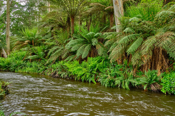 Australian Tree Ferns, Tree ferns are found growing in tropical and subtropical areas worldwide, as well as cool to temperate rainforests in Australia, New Zealand and neighbouring regions