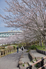 公園でお花見をしている中年夫婦の後ろ姿