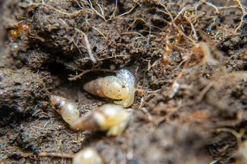 Sumpil or stick tip snail (Subulina octona) is a type of land snail that belongs to the Subulinidae tribe. 