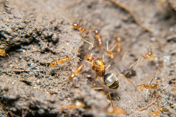 The red queen ant is a term often used to refer to a type of ant that is larger than the worker red ants and is usually the leader of the colony. Red ants themselves have the scientific name Solenopsi
