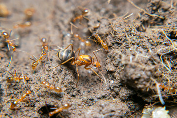 The red queen ant is a term often used to refer to a type of ant that is larger than the worker red ants and is usually the leader of the colony. Red ants themselves have the scientific name Solenopsi