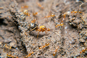The red queen ant is a term often used to refer to a type of ant that is larger than the worker red ants and is usually the leader of the colony. Red ants themselves have the scientific name Solenopsi