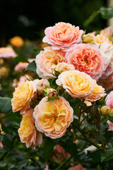 Floribunda - Latin for 