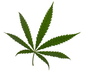 Green leaf of cannabis, isolated on white background