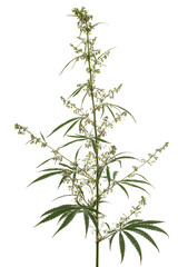 Cannabis, isolated on white background