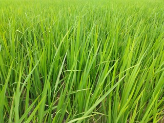 photo of rice plants that have not yet bear fruit
