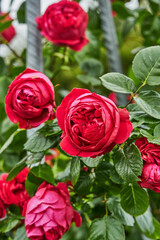 Floribunda - Latin for 