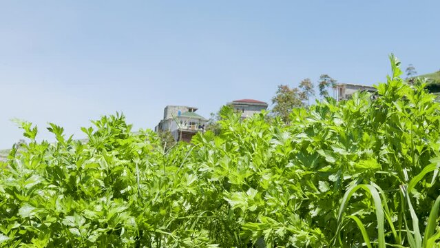 Fresh green leafy celery (apium graveolens) vegetable field growing with dense leaves ready to harvest