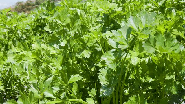 Fresh green leafy celery (apium graveolens) vegetable field growing with dense leaves ready to harvest